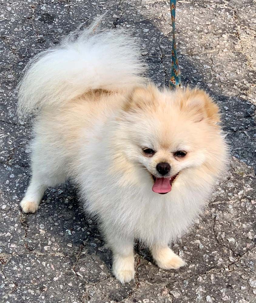 Cream-colored Pomeranian dog with a happy expression on a leash, outdoors on pavement.
