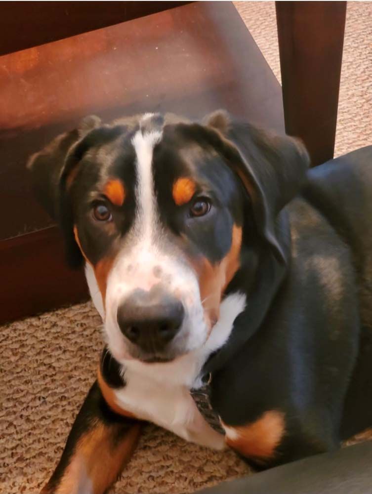 A tricolor Swiss Mountain dog, black, white, and brown, lounges indoors, looking at the camera.