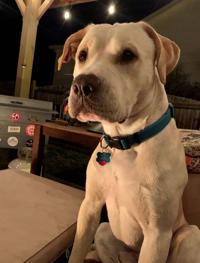 A light-colored dog with a blue collar sits outside.