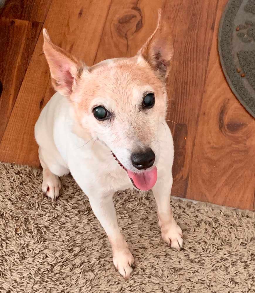 White and tan dog with upright ears, panting with tongue out, sitting on a rug.