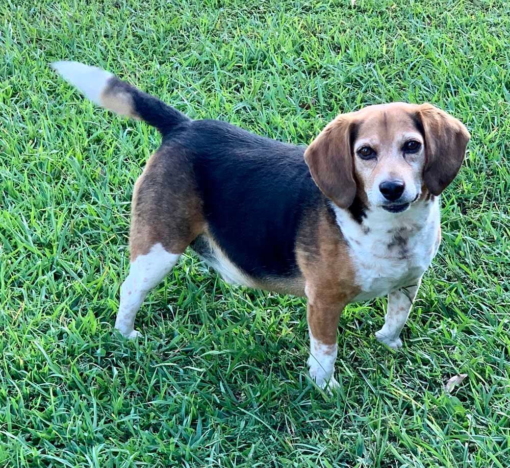 Beagle dog standing on green grass, with black, brown, and white fur.