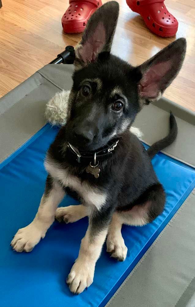 Black and tan German Shepherd puppy with big ears, sitting on a blue mat, looking up with alert expression.