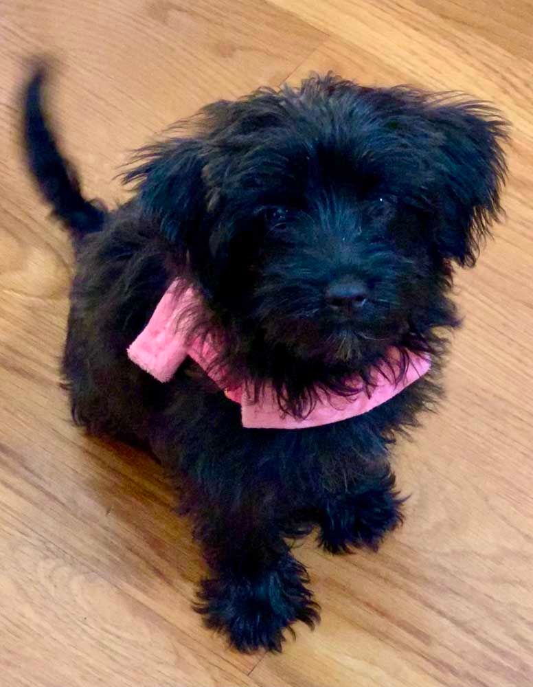Black fluffy puppy wearing a pink collar sitting on a wooden floor, looking up.