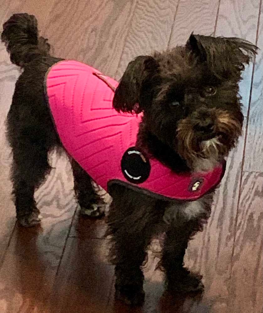 Black dog wearing a pink vest stands on a wood floor.
