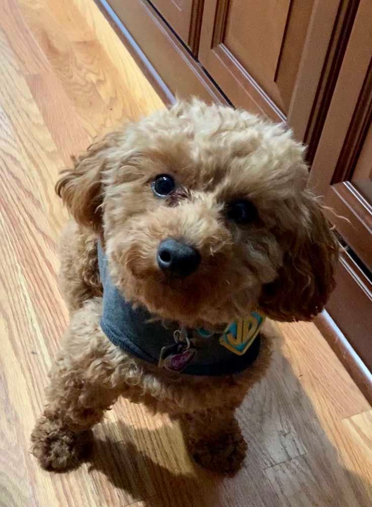 Brown poodle wearing a vest, sitting and looking up. Wooden floor and cabinet visible.
