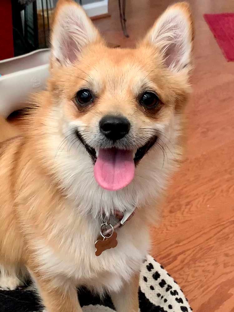 Happy tan-and-white dog with pink tongue hanging out, wearing a collar with a tag, indoors.