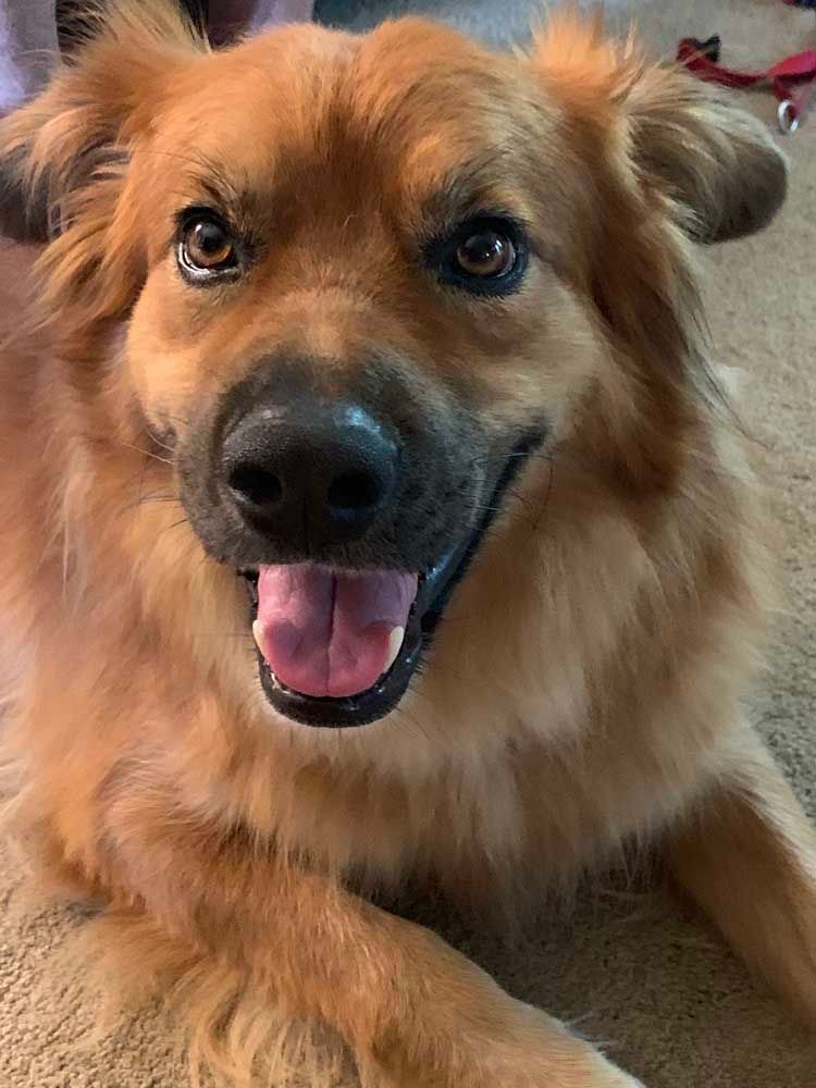 Smiling golden-brown dog looking at the viewer, lying on the floor, mouth open, pink tongue visible.