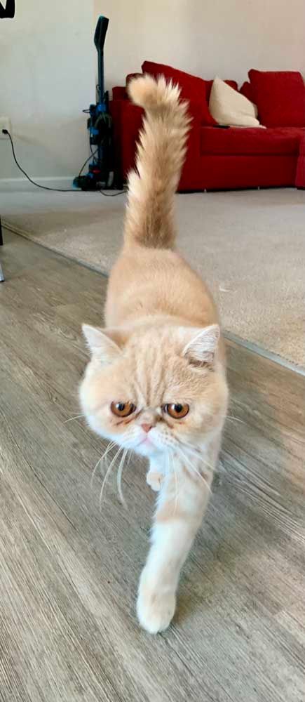 A light brown Exotic Shorthair cat with a grumpy face walks toward the camera.