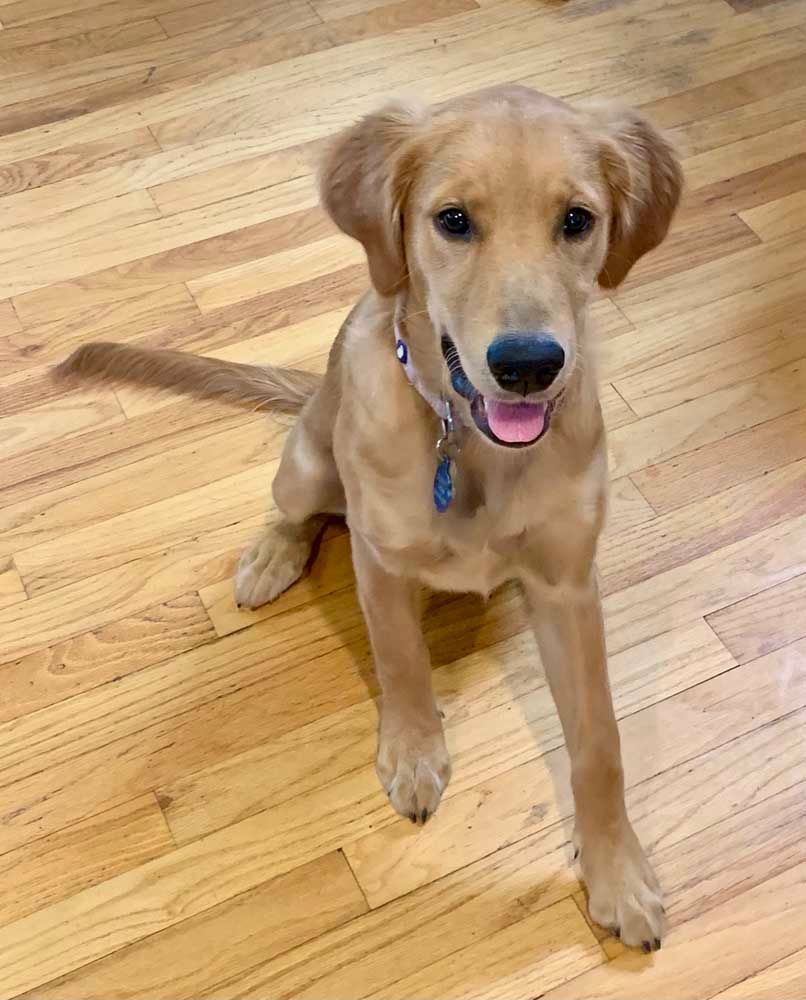 Golden retriever puppy sitting on a wooden floor, smiling with tongue out.