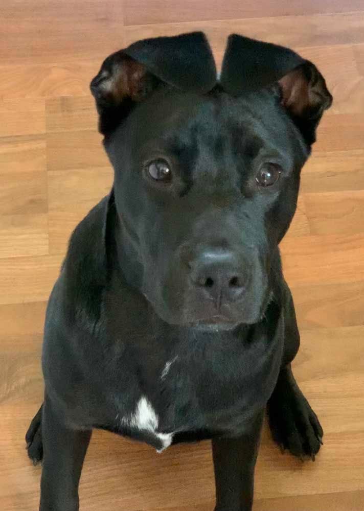 Black dog with floppy ears, white chest patch, sitting on wood floor.