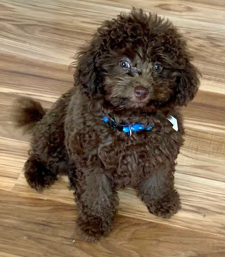 Brown toy poodle puppy sitting, wearing a blue collar, on a wood floor.