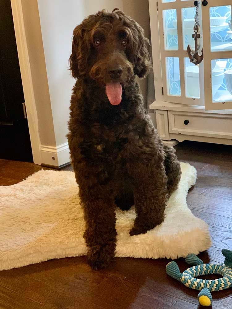 Brown dog with curly fur sits on a fluffy white rug indoors, tongue out.