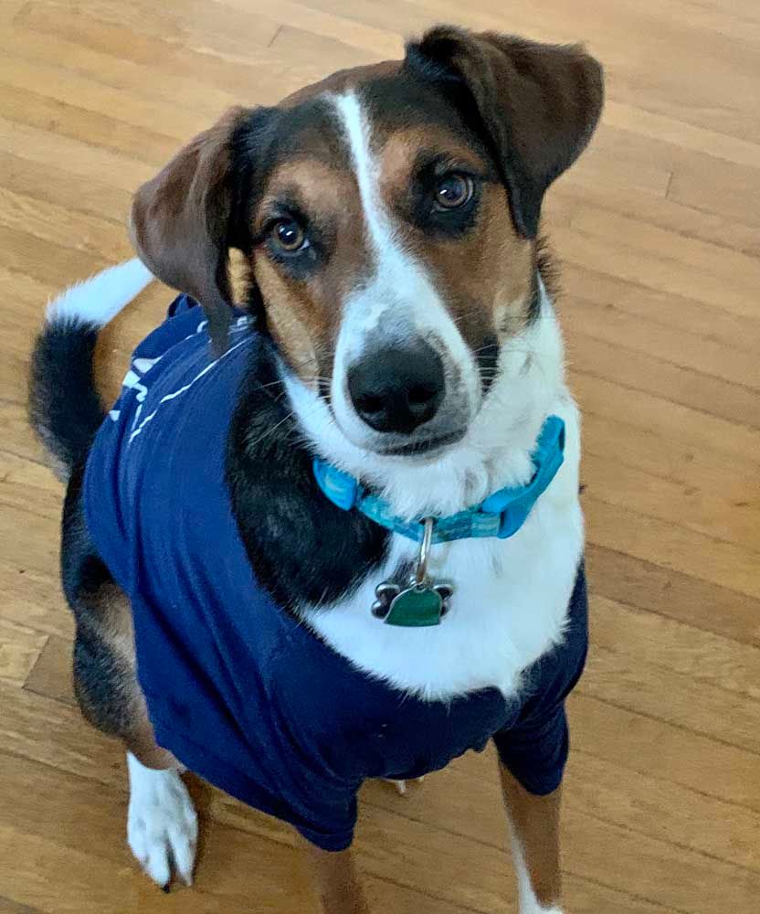 Dog with brown, black, and white fur, wearing a blue shirt and collar, looking at the camera.