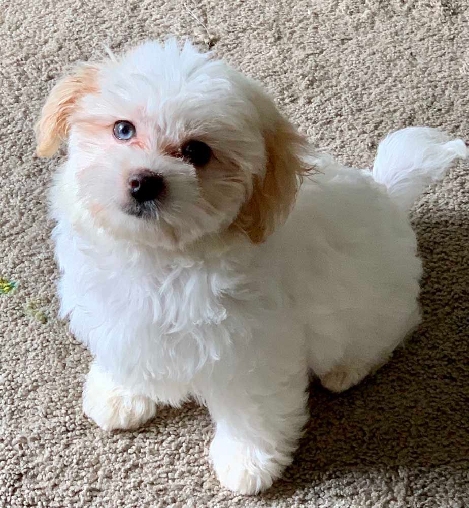 Fluffy white puppy with tan ears and a sweet expression sits on a beige carpet.