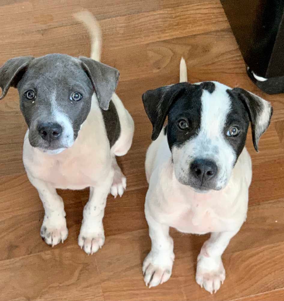 Two puppies sitting, one blue and white, the other black and white, looking up.