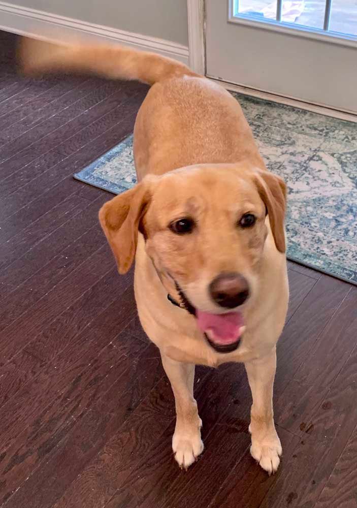 Yellow Labrador dog, wagging tail, smiling, standing on a wooden floor, indoor setting.