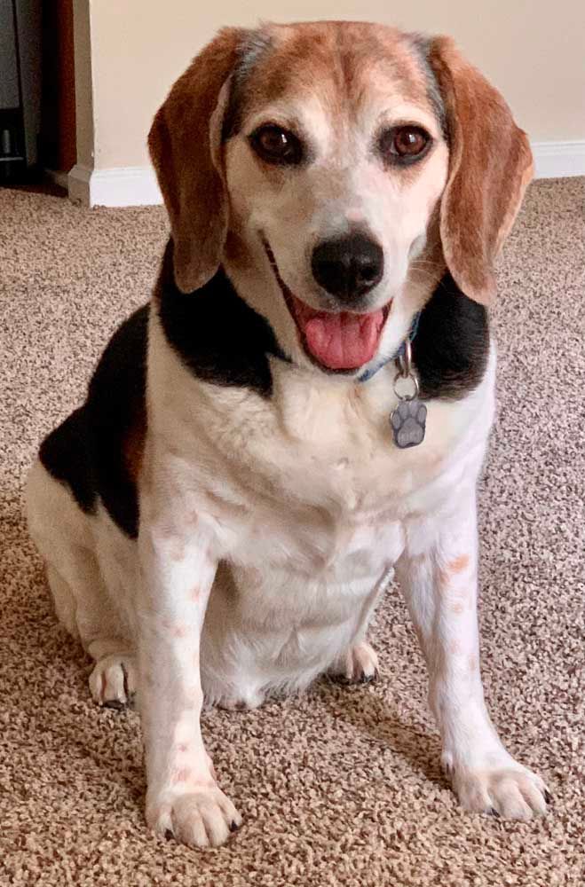 Beagle dog sitting, smiling, with white, black, and brown fur.