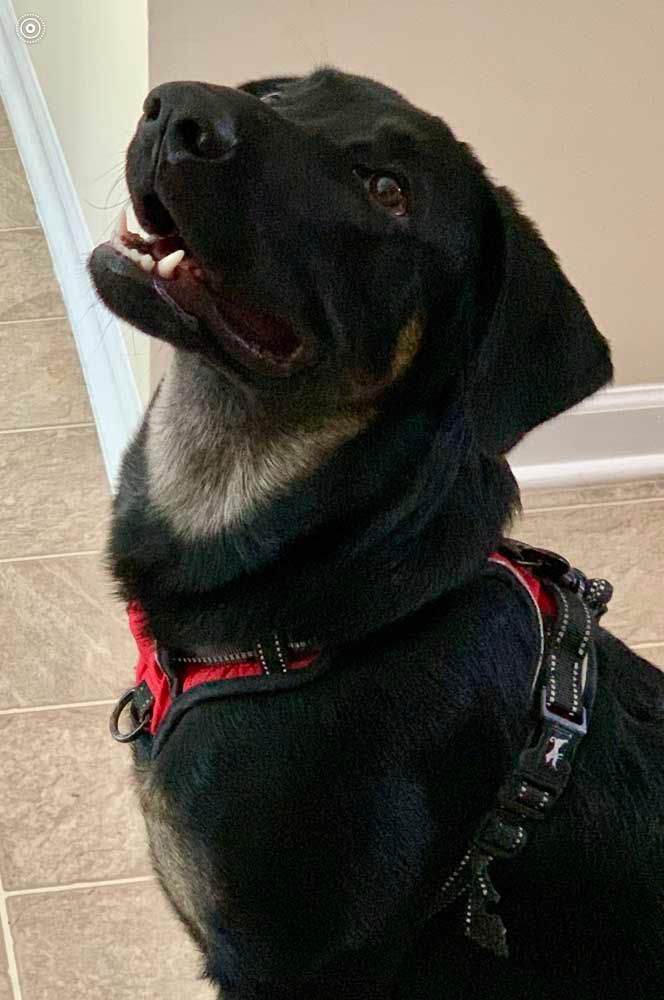 Black dog wearing a red harness, looking upward with an open mouth.