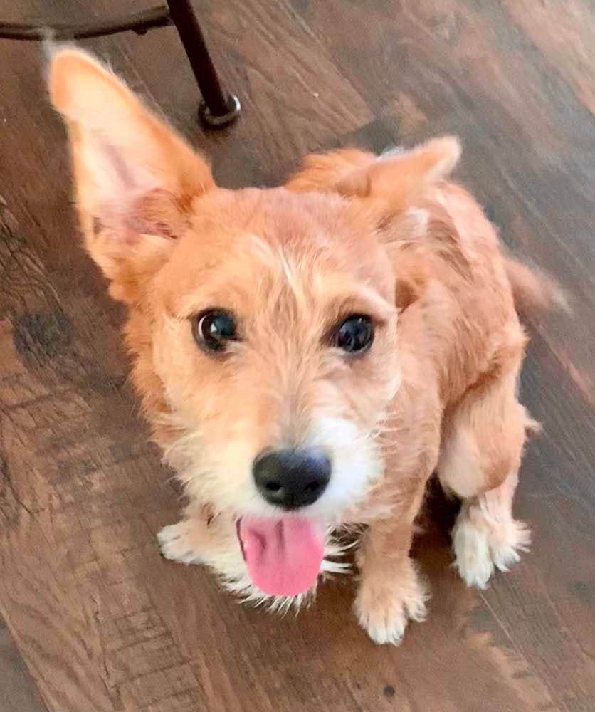Tan dog with one ear up, panting, on a wooden floor.