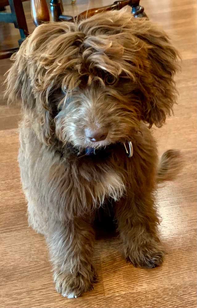 Brown Goldendoodle puppy sitting indoors with a slightly downward gaze.