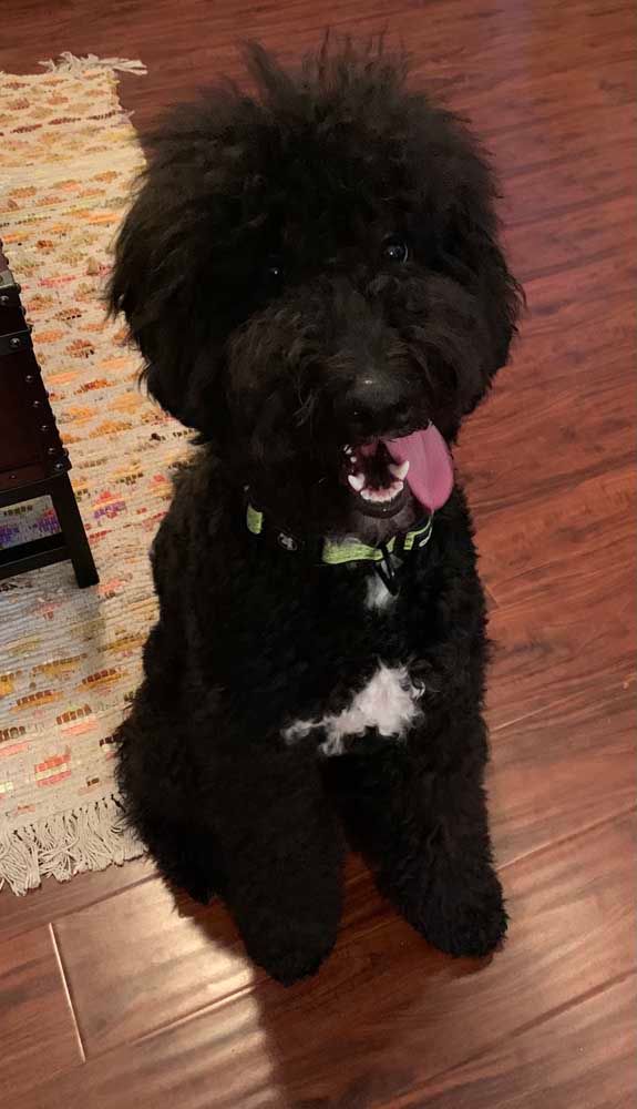 Black dog with curly fur, white patch on chest, sitting with tongue out on wooden floor.