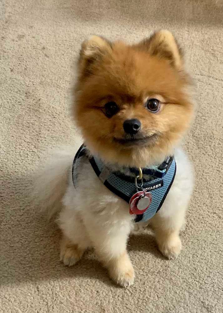 Tan and white Pomeranian dog sits, wearing a blue harness, on a carpet.
