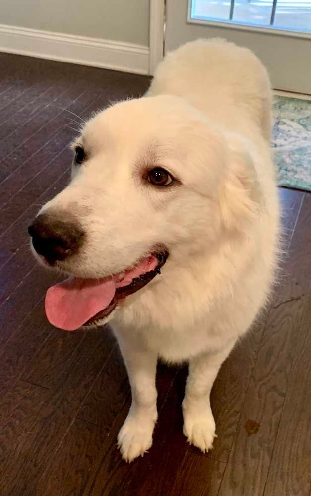 White dog with a pink tongue panting indoors, looking at the viewer.