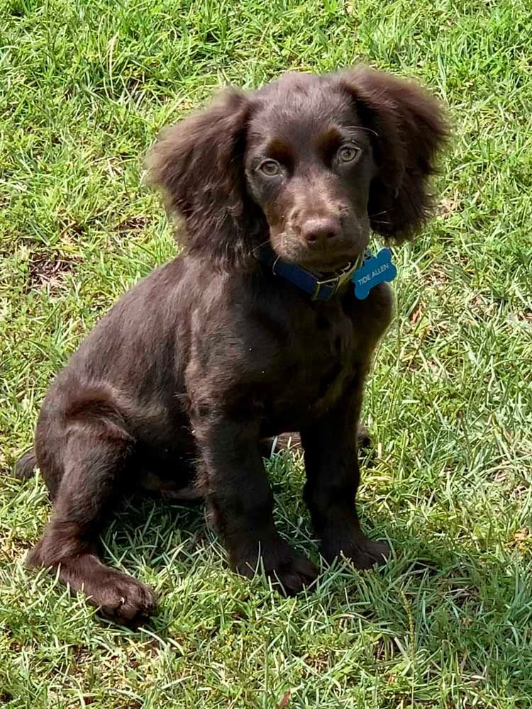 Brown puppy with floppy ears sitting on green grass.