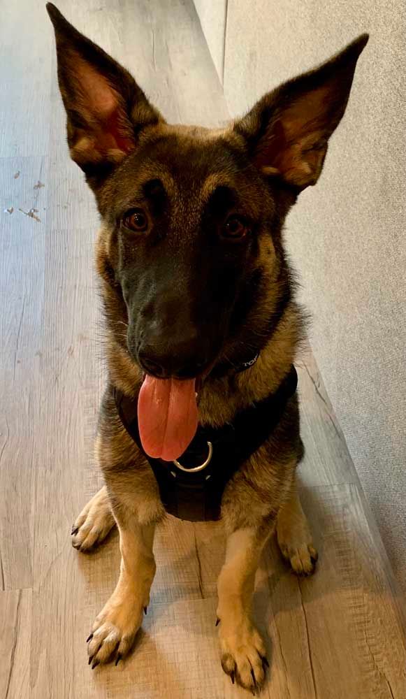 German Shepherd puppy with tongue out, sitting indoors.