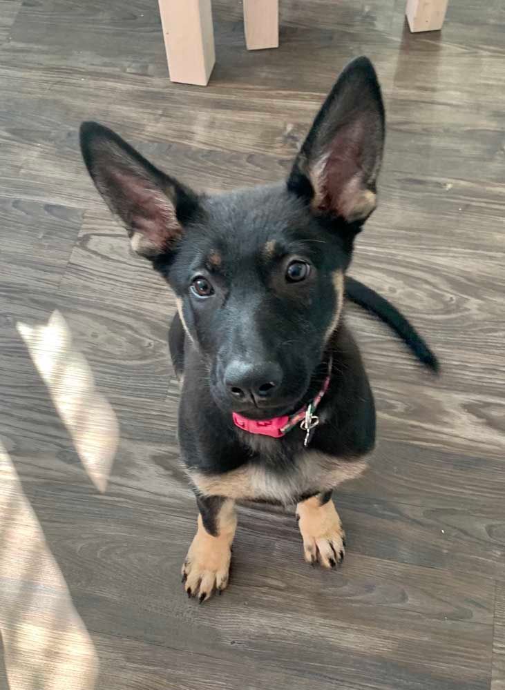 Black and tan puppy sitting on a wood floor, looking up with alert ears.