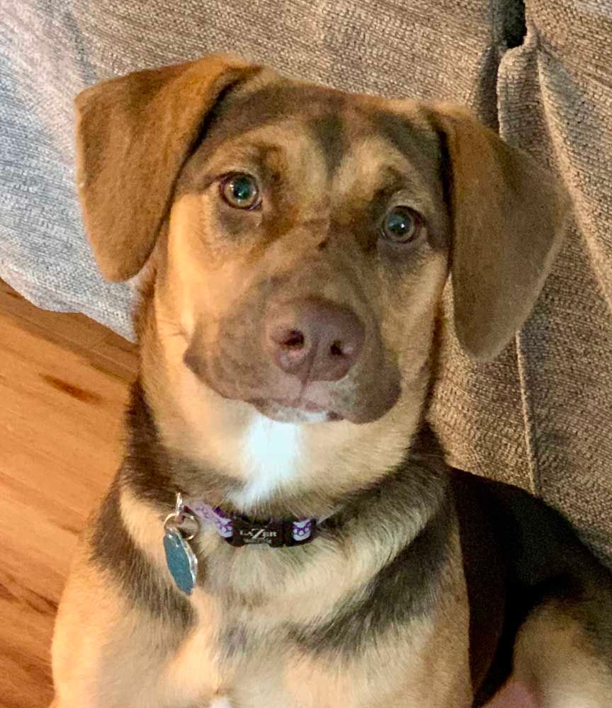 Dog with brown and tan fur, wearing a collar with a tag, looking at the camera.