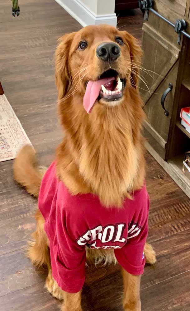 Golden retriever in a maroon shirt with tongue out, sitting on wood floor.