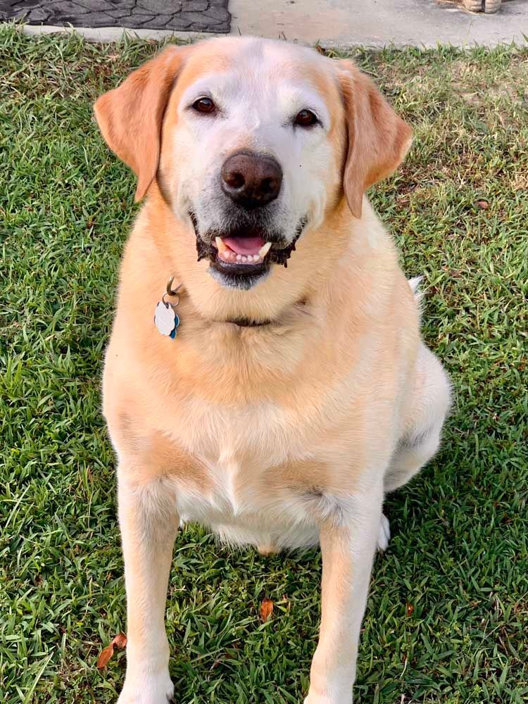 Yellow Labrador retriever sitting on grass, smiling with tongue visible.