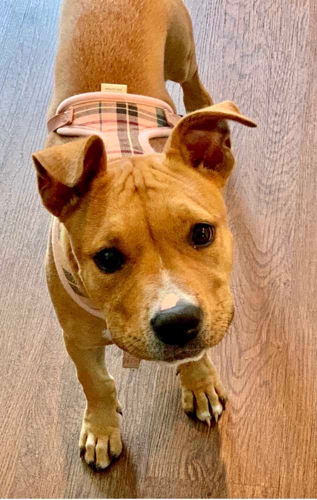 Tan dog wearing a pink plaid diaper and looking up with a curious expression.