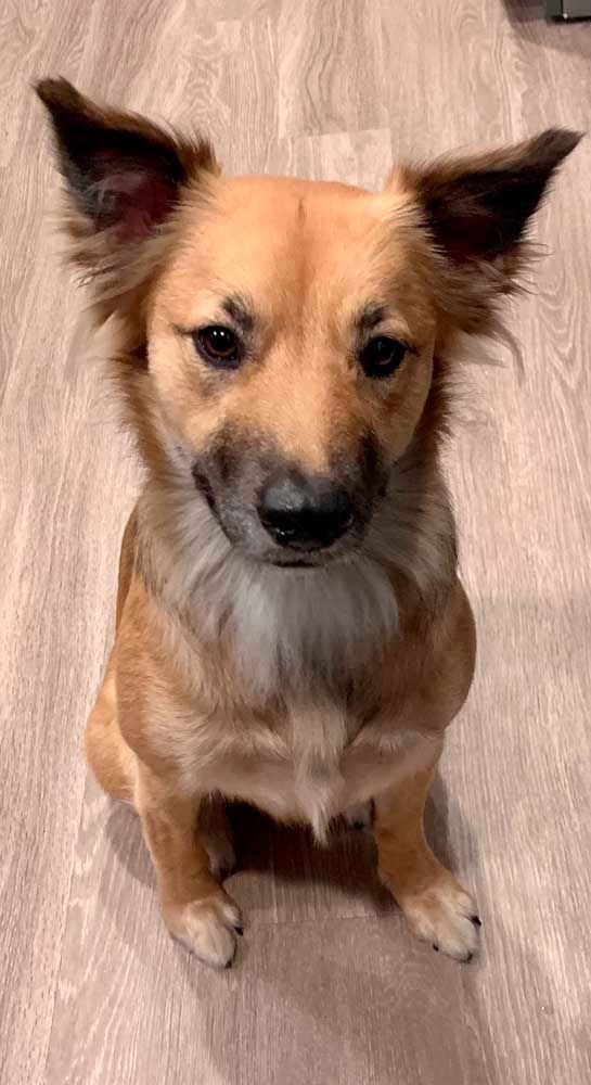 Brown and tan dog with floppy ears sits on a wood floor, looking forward.