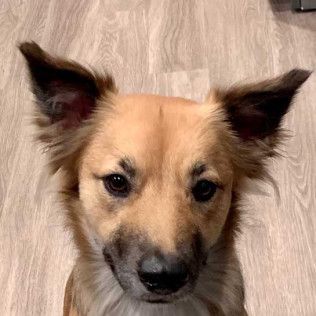 Tan dog with dark ears, brown eyes, looking directly at the camera.