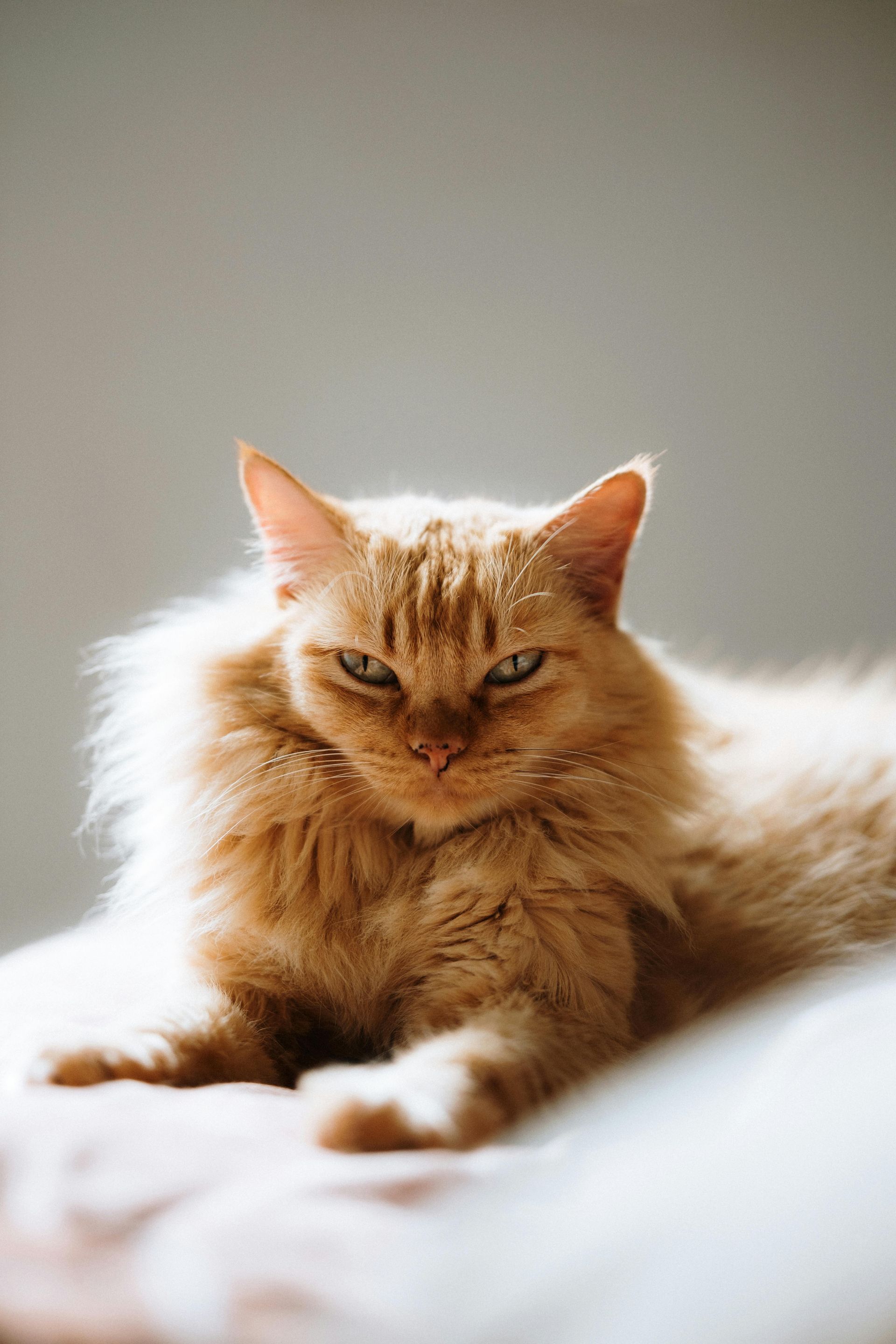 A fluffy orange cat with an intense expression, resting on a soft, light-colored surface.