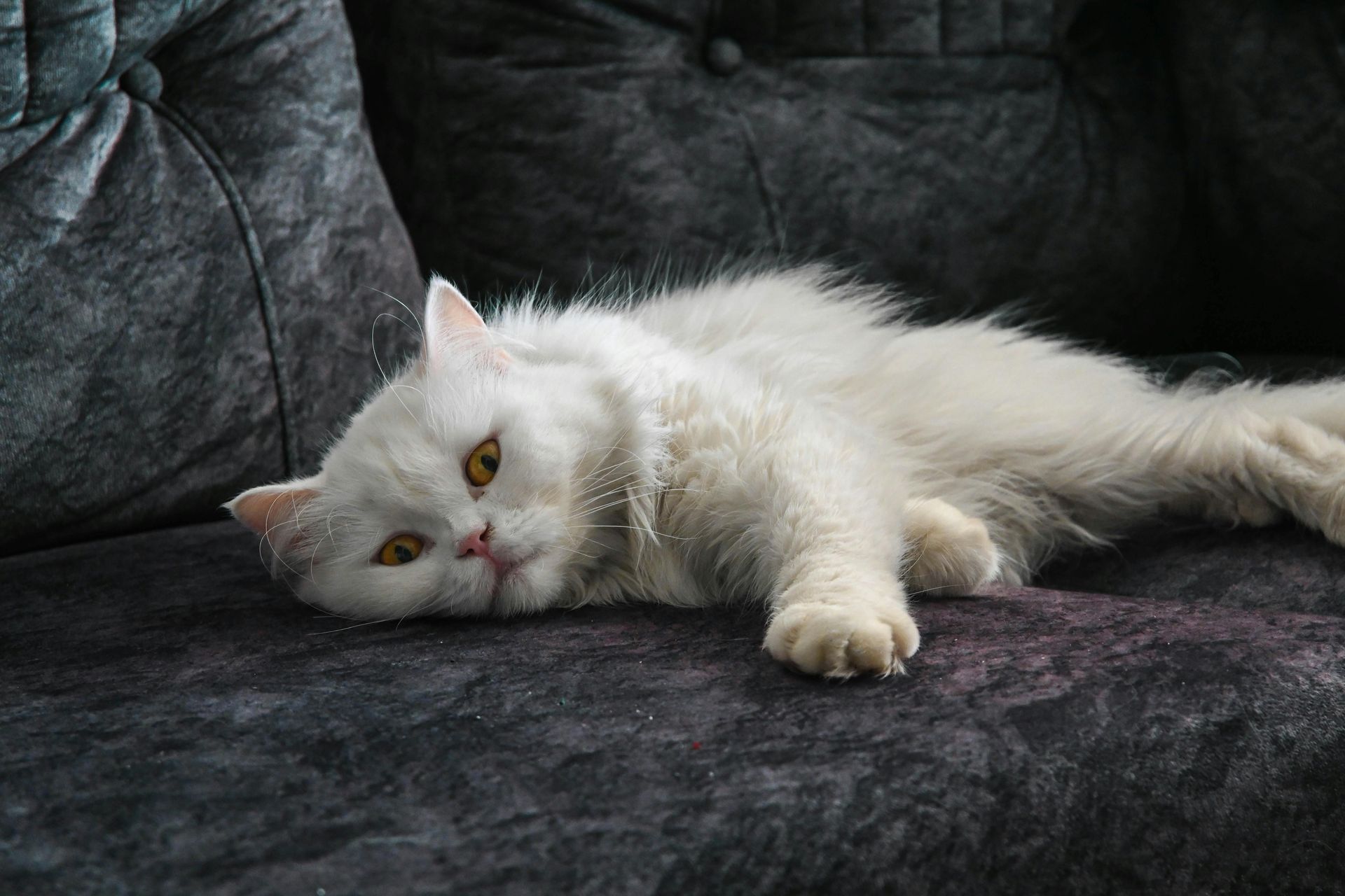 A fluffy, white long-haired cat lying down on a dark, textured gray couch, looking toward the camera.