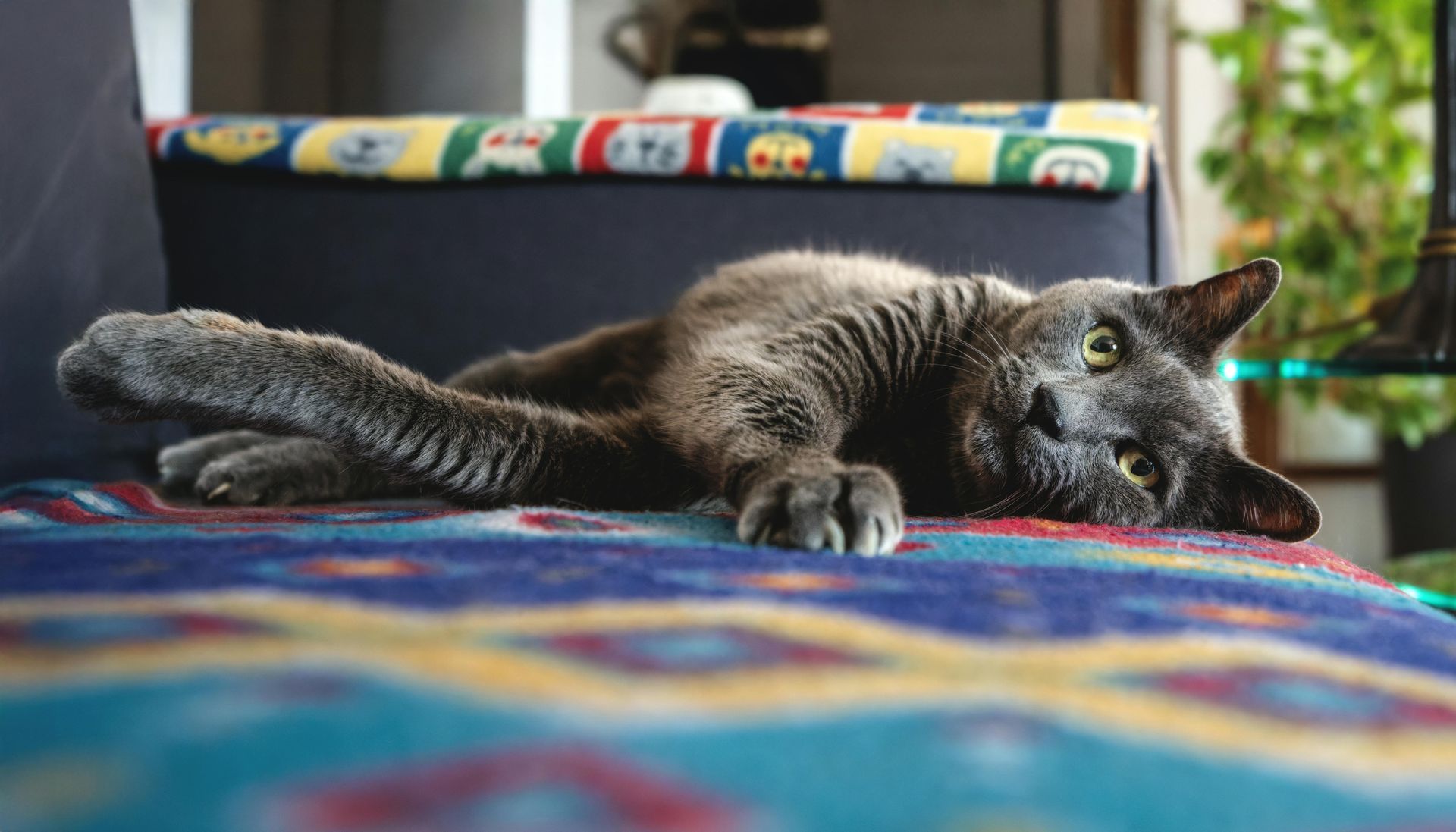 A grey cat lying on a patterned blue sofa, looking toward the camera.