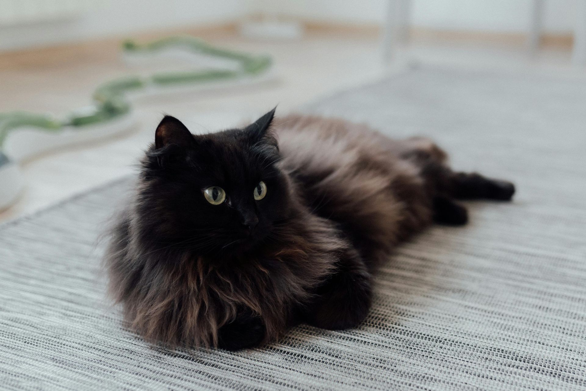 A fluffy black cat with green eyes lying on a gray rug.
