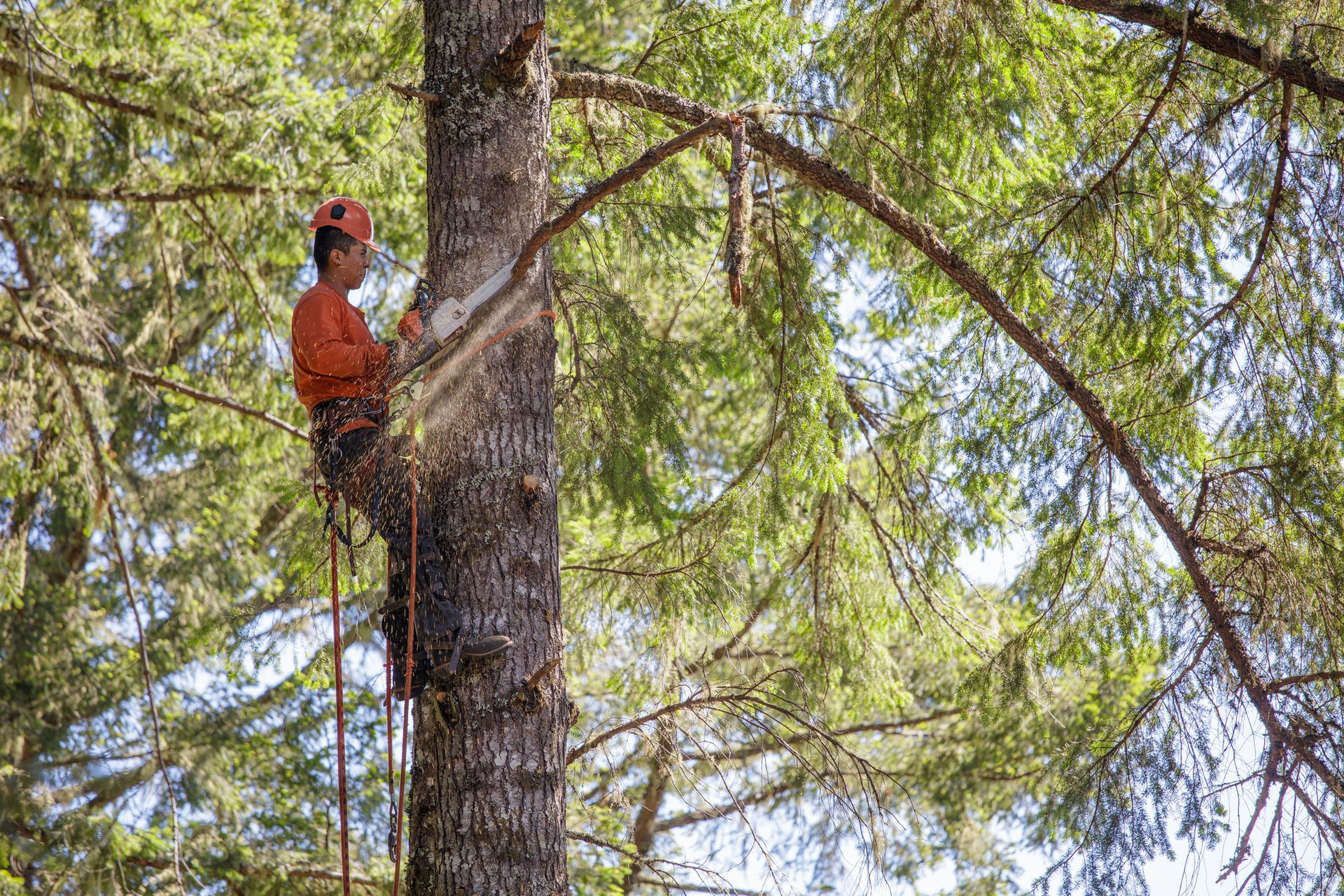 Arborist Cutting a Tree Branch High up In the Tree — Moline, IL — Ricks Tree Service