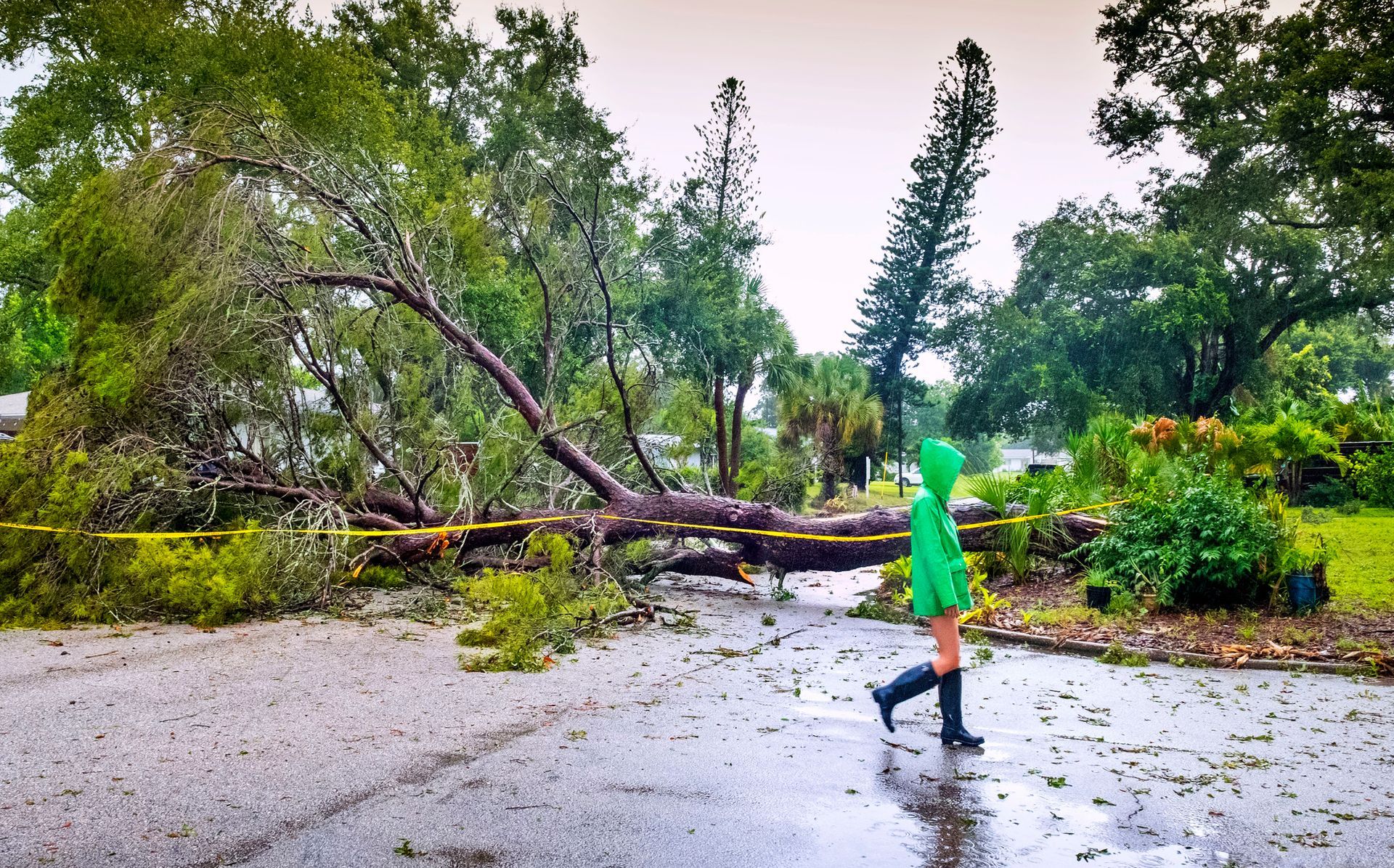 Fallen Tree Blocking a Road — Moline, IL — Ricks Tree Service