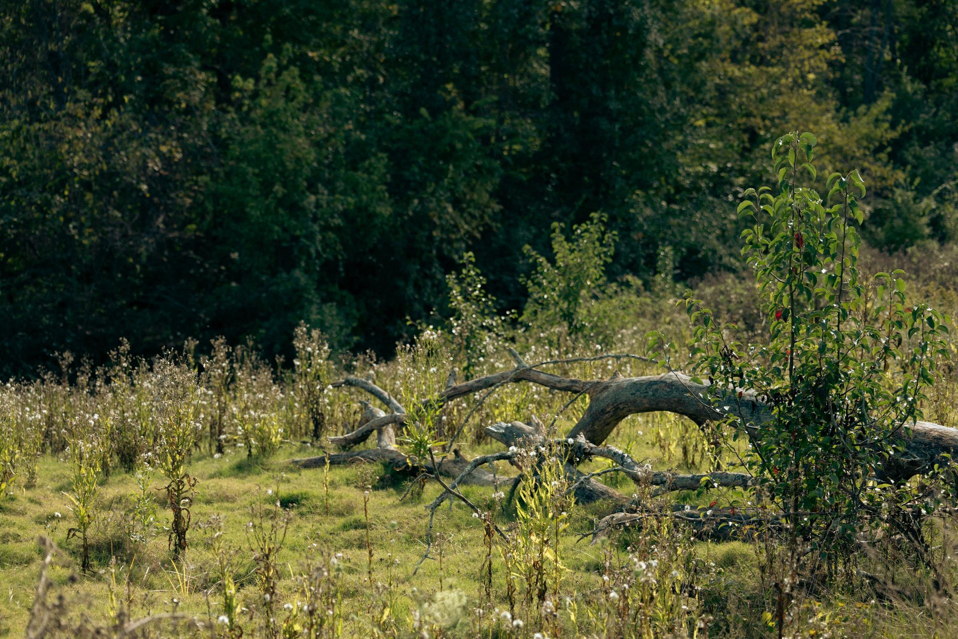 A grassy meadow with fallen tree trunk and trees in the background.