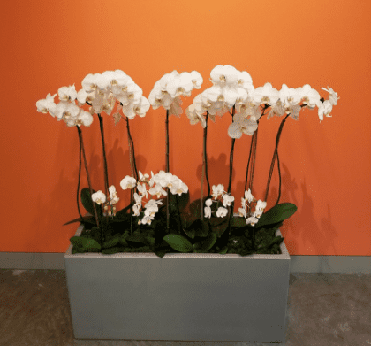 Plant With White Flower — Houston, TX — Euflora Touch of Green