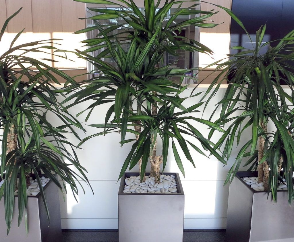 Three Tall Indoor Plant — Houston, TX — Euflora Touch of Green