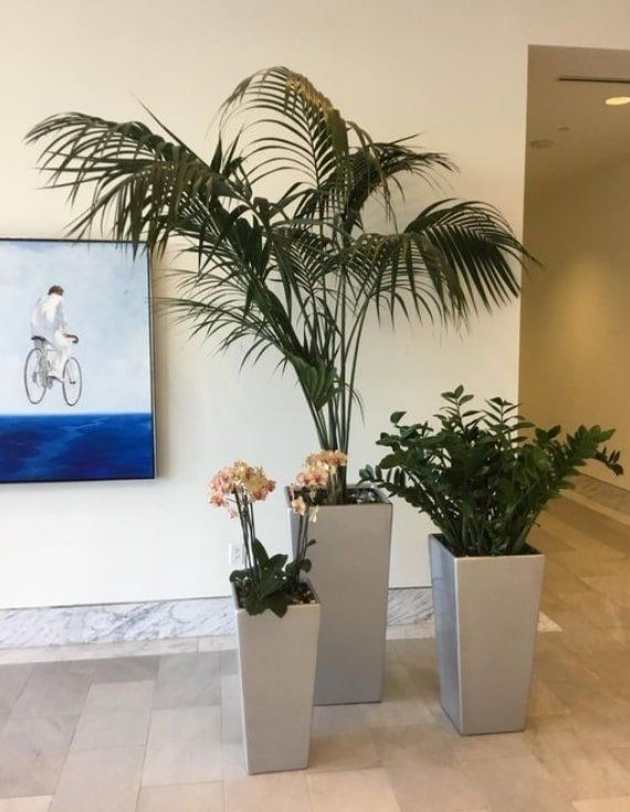 Three Indoor Plants — Houston, TX — Euflora Touch of Green