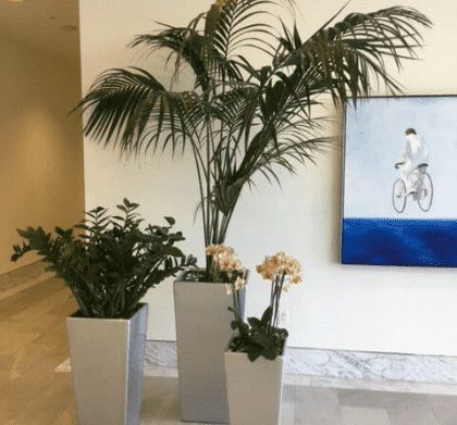 Three Interior Plants — Houston, TX — Euflora Touch of Green