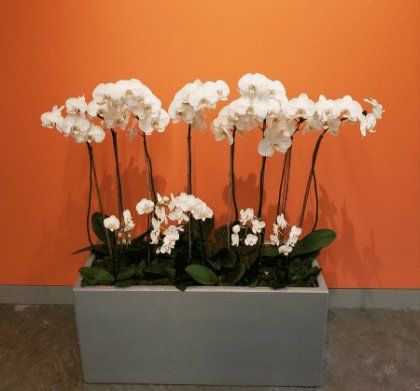 White Flowers — Houston, TX — Euflora Touch of Green