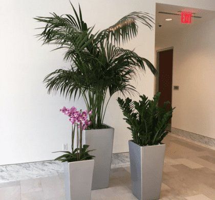 Three Different Plants — Houston, TX — Euflora Touch of Green