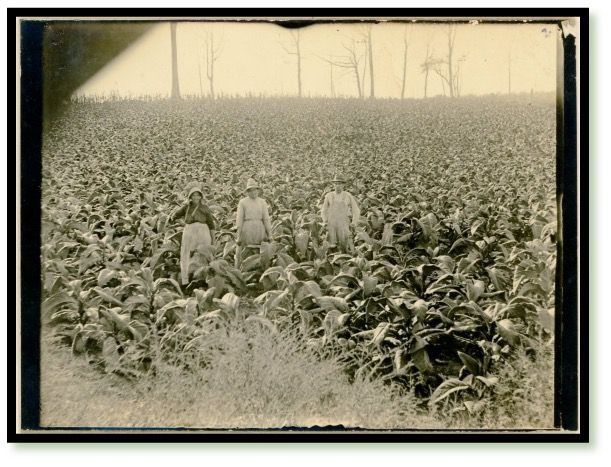Three people standing in a field of plants, possibly tobacco. Trees in the distance, sepia tones.
